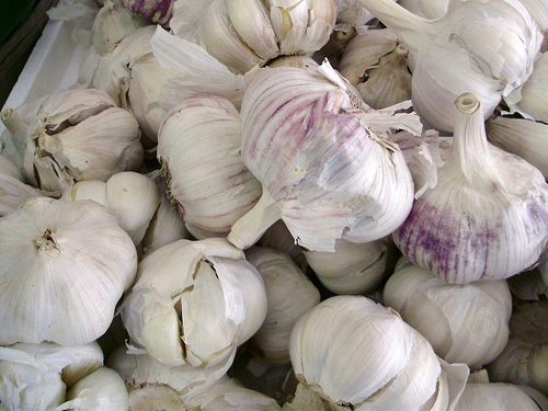 garlic 